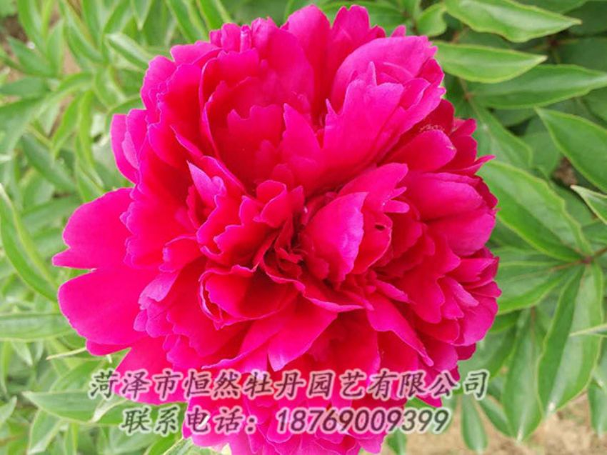 點擊查看詳細信息<br>標(biāo)題：紅色芍藥 閱讀次數(shù)：945