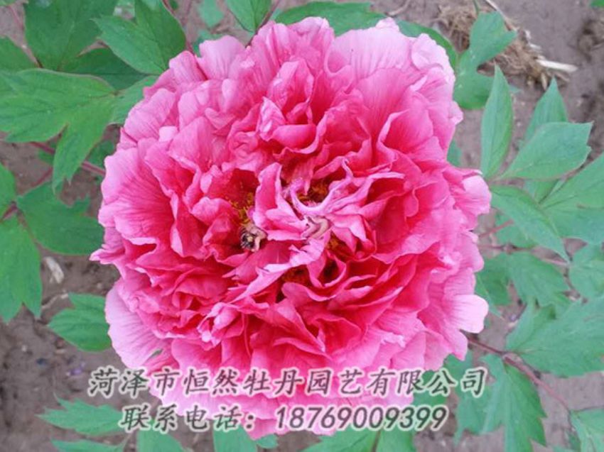 點擊查看詳細信息<br>標(biāo)題：紅色牡丹 閱讀次數(shù)：1907