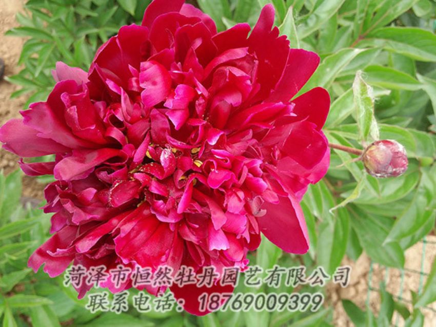 點擊查看詳細(xì)信息<br>標(biāo)題：紅色芍藥 閱讀次數(shù)：986