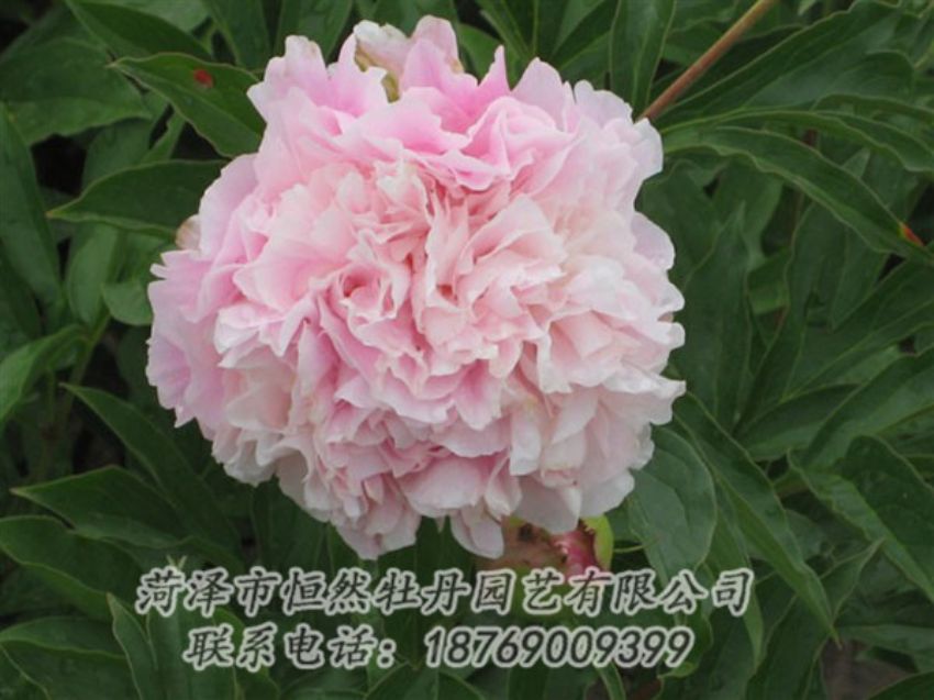 點擊查看詳細(xì)信息<br>標(biāo)題：粉面桃花 閱讀次數(shù)：1223