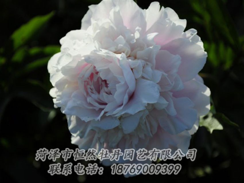 點(diǎn)擊查看詳細(xì)信息<br>標(biāo)題：粉色芍藥 閱讀次數(shù)：1075