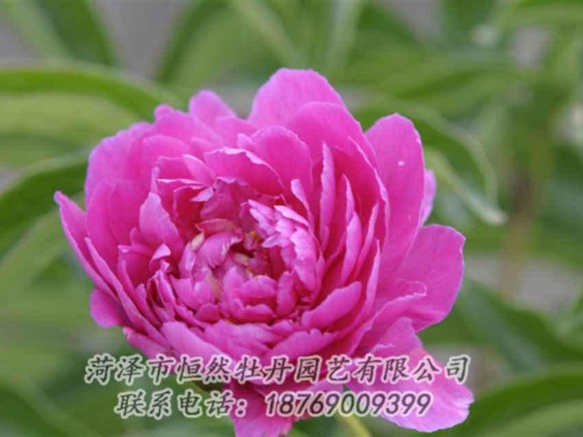 點擊查看詳細(xì)信息<br>標(biāo)題：紅茶花 閱讀次數(shù)：952