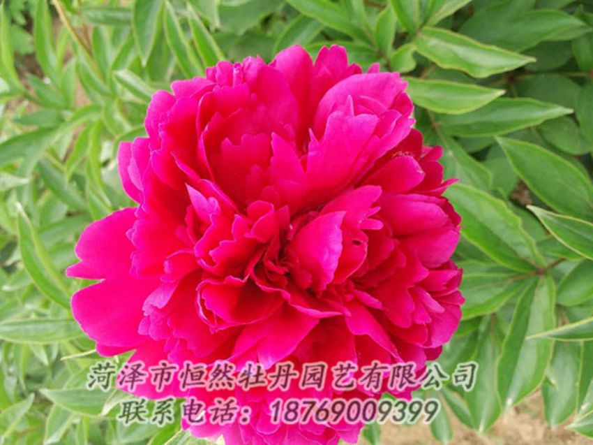 點(diǎn)擊查看詳細(xì)信息<br>標(biāo)題：紅色芍藥 閱讀次數(shù)：944