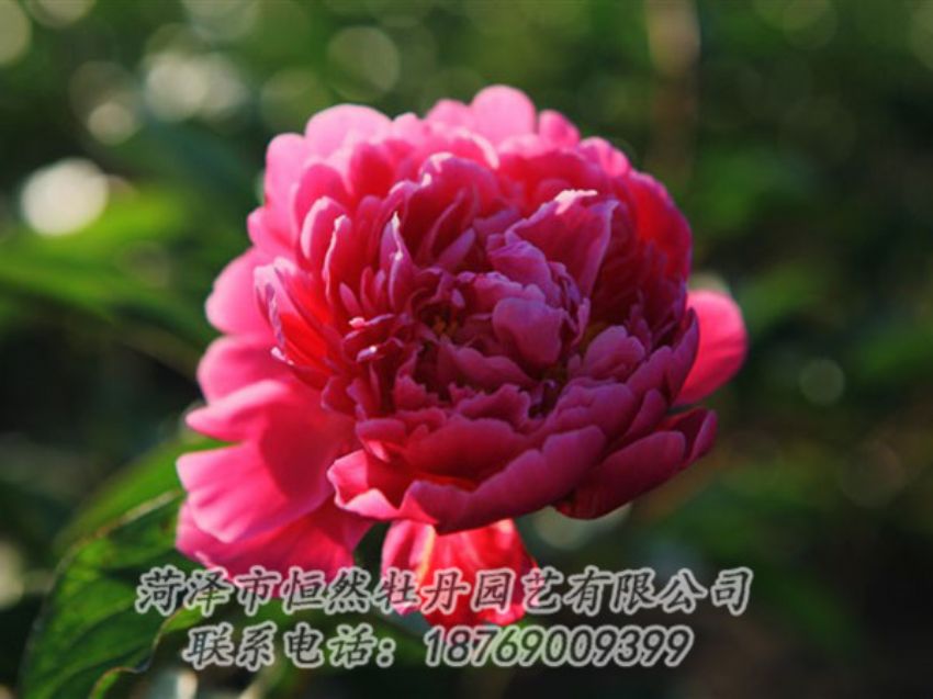 點(diǎn)擊查看詳細(xì)信息<br>標(biāo)題：大紅赤金 閱讀次數(shù)：980