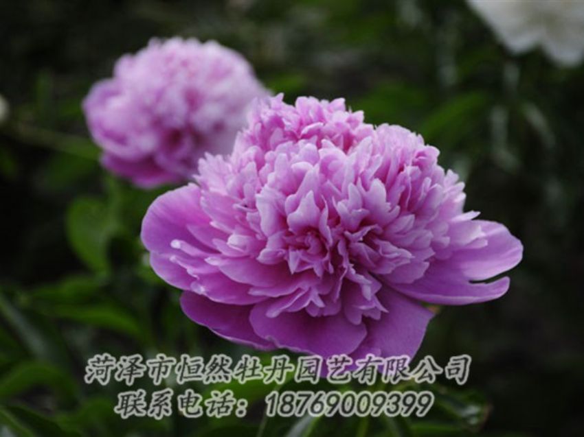 點擊查看詳細(xì)信息<br>標(biāo)題：紫色芍藥 閱讀次數(shù)：1980