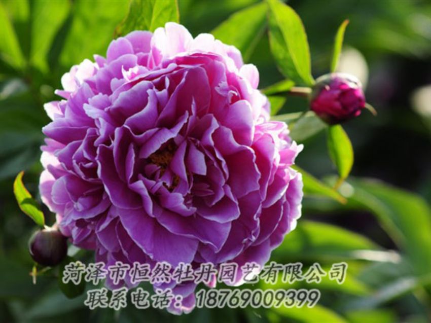 點(diǎn)擊查看詳細(xì)信息<br>標(biāo)題：紫色芍藥 閱讀次數(shù)：1165