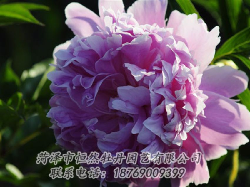 點擊查看詳細(xì)信息<br>標(biāo)題：藍(lán)菊 閱讀次數(shù)：1150