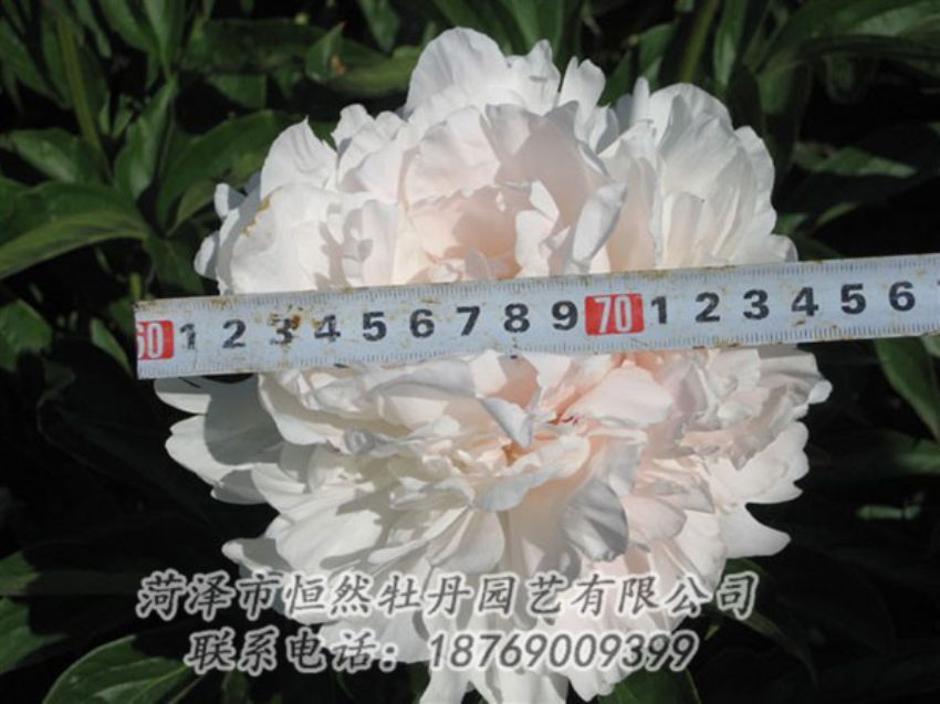 點(diǎn)擊查看詳細(xì)信息<br>標(biāo)題：雪峰 閱讀次數(shù)：1025