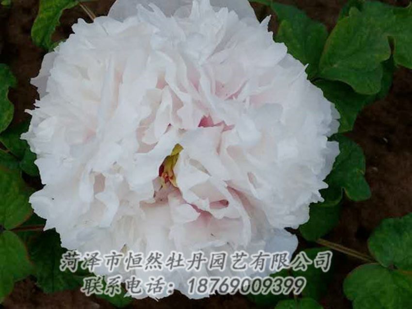 點擊查看詳細信息<br>標(biāo)題：白色牡丹 閱讀次數(shù)：1856