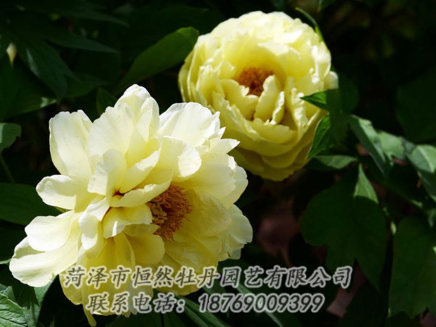 點(diǎn)擊查看詳細(xì)信息<br>標(biāo)題：黃色芍藥 閱讀次數(shù)：1127