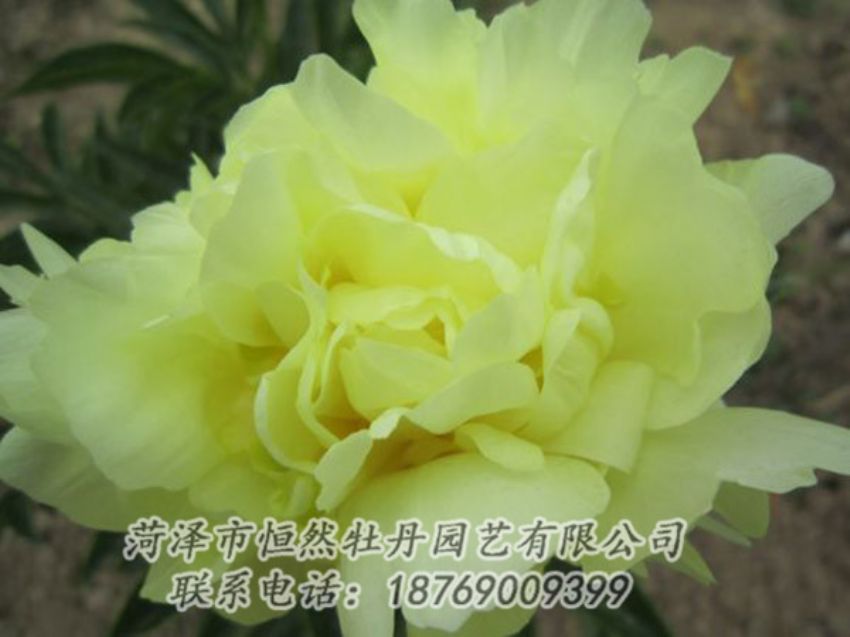 點(diǎn)擊查看詳細(xì)信息<br>標(biāo)題：黃色芍藥 閱讀次數(shù)：1148