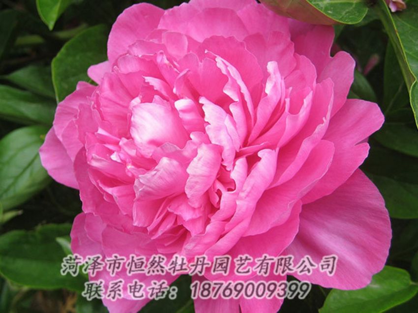 點擊查看詳細(xì)信息<br>標(biāo)題：紅色芍藥 閱讀次數(shù)：992