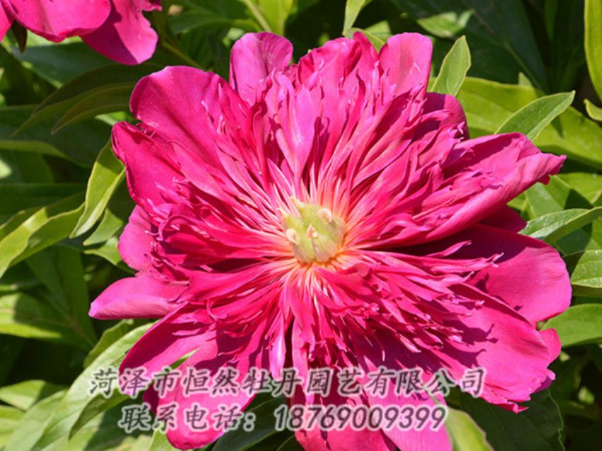 點(diǎn)擊查看詳細(xì)信息<br>標(biāo)題：紅色芍藥 閱讀次數(shù)：1039