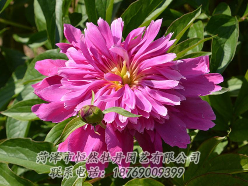 點(diǎn)擊查看詳細(xì)信息<br>標(biāo)題：紅色芍藥 閱讀次數(shù)：1057