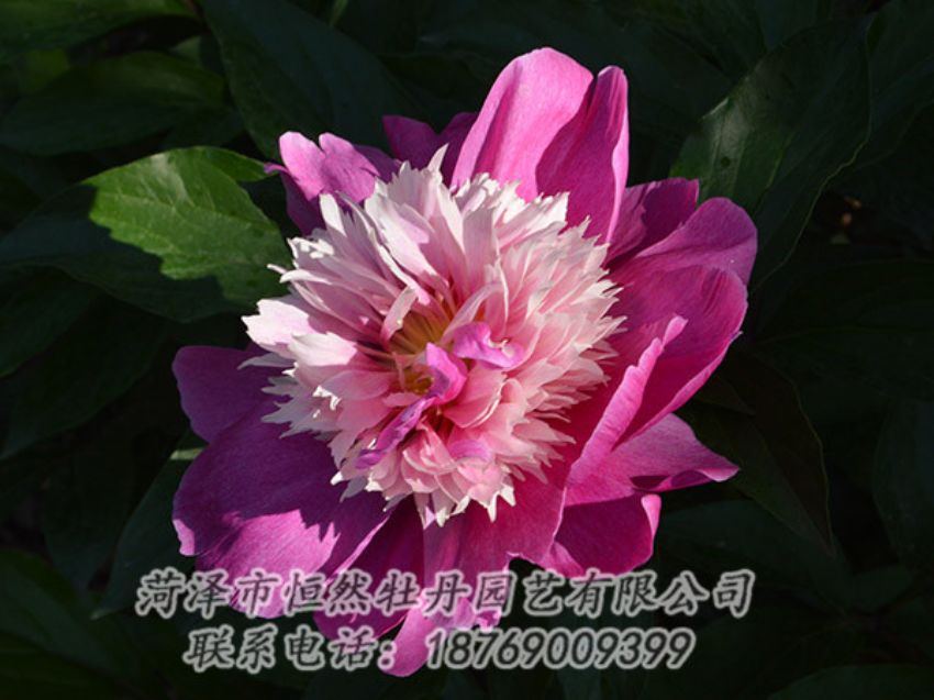 點(diǎn)擊查看詳細(xì)信息<br>標(biāo)題：紅色芍藥 閱讀次數(shù)：1145