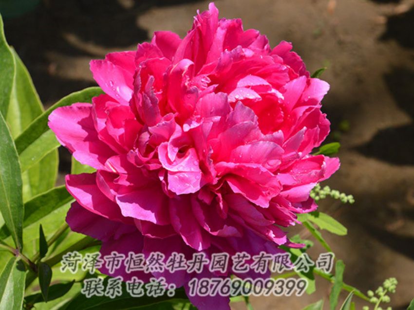 點(diǎn)擊查看詳細(xì)信息<br>標(biāo)題：紅色芍藥 閱讀次數(shù)：1038