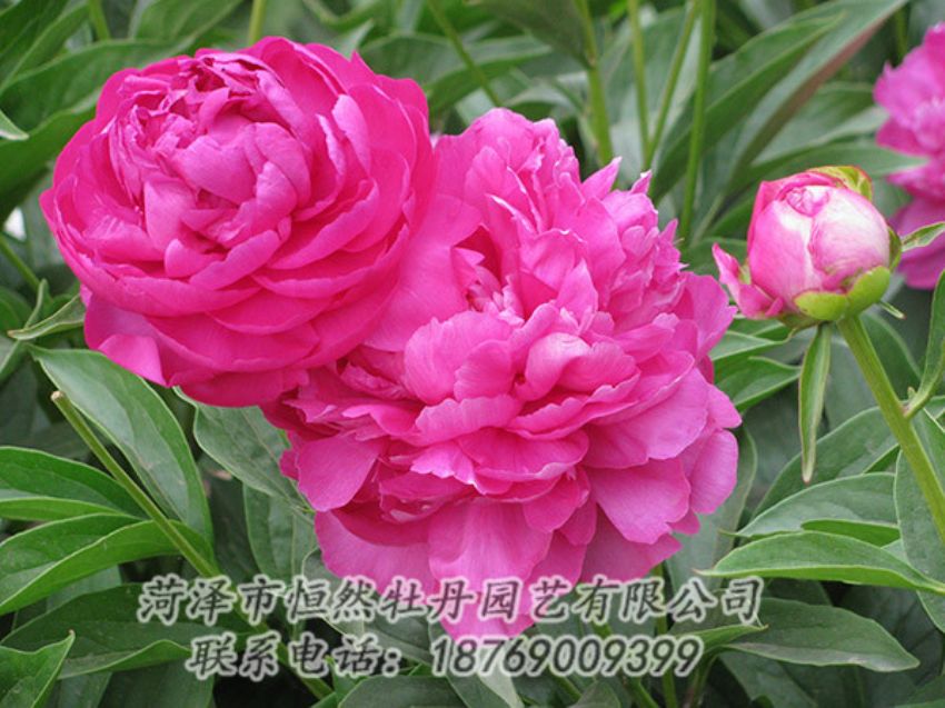 點(diǎn)擊查看詳細(xì)信息<br>標(biāo)題：紅色芍藥 閱讀次數(shù)：1075