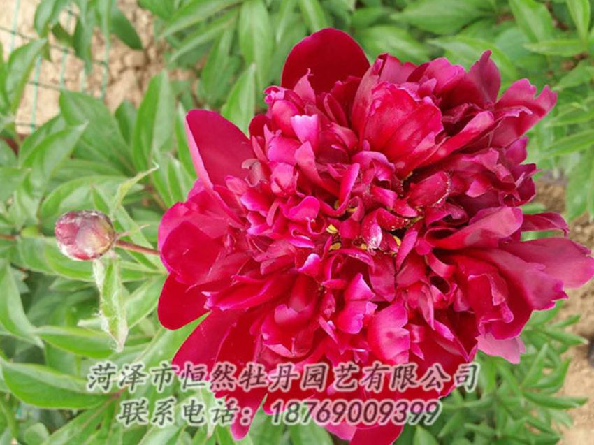 點(diǎn)擊查看詳細(xì)信息<br>標(biāo)題：紅色芍藥 閱讀次數(shù)：1096