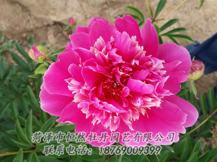 點(diǎn)擊查看詳細(xì)信息<br>標(biāo)題：紅色芍藥 閱讀次數(shù)：1115