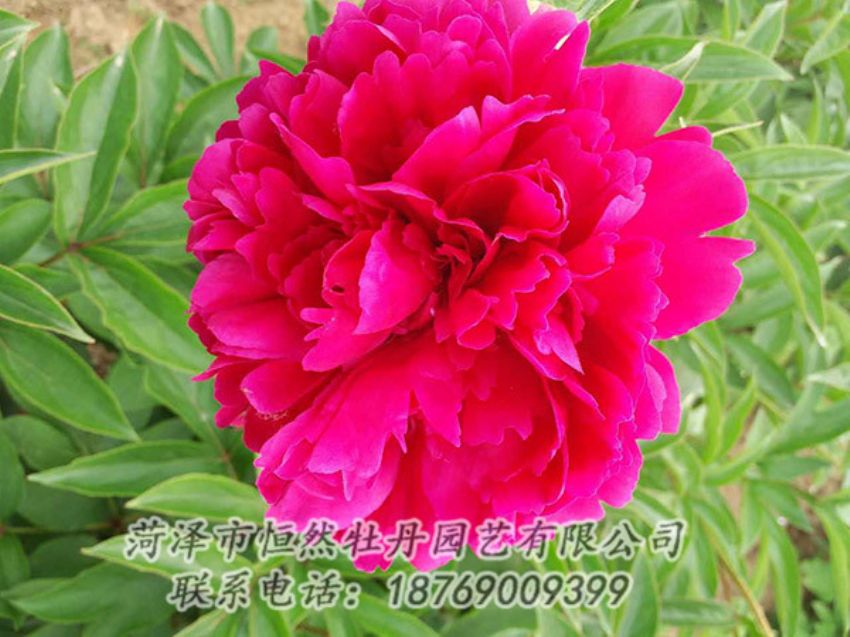 點(diǎn)擊查看詳細(xì)信息<br>標(biāo)題：紅色芍藥 閱讀次數(shù)：1146