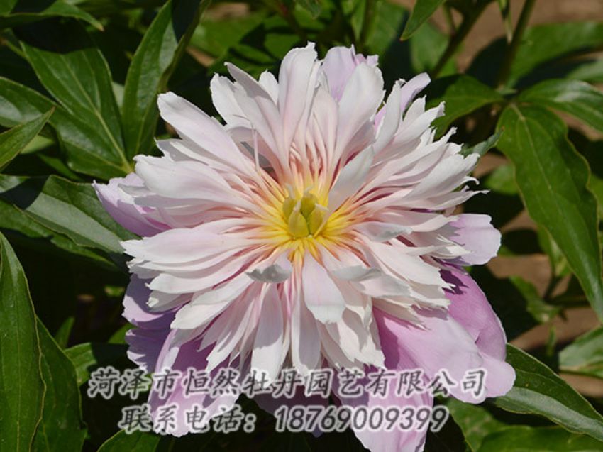 點擊查看詳細(xì)信息<br>標(biāo)題：粉色芍藥 閱讀次數(shù)：1208