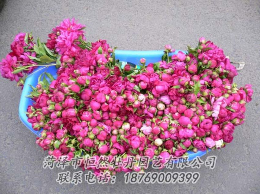 點(diǎn)擊查看詳細(xì)信息<br>標(biāo)題：芍藥切花 閱讀次數(shù)：1907