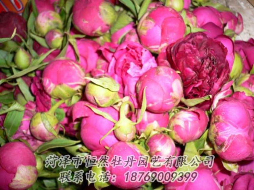 點(diǎn)擊查看詳細(xì)信息<br>標(biāo)題：芍藥切花 閱讀次數(shù)：1901