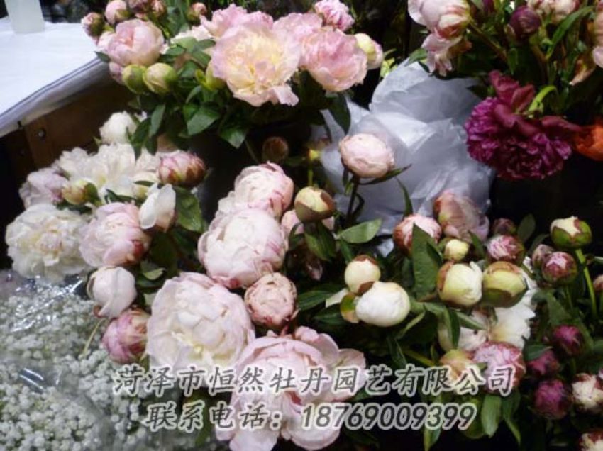 點(diǎn)擊查看詳細(xì)信息<br>標(biāo)題：芍藥切花 閱讀次數(shù)：2046