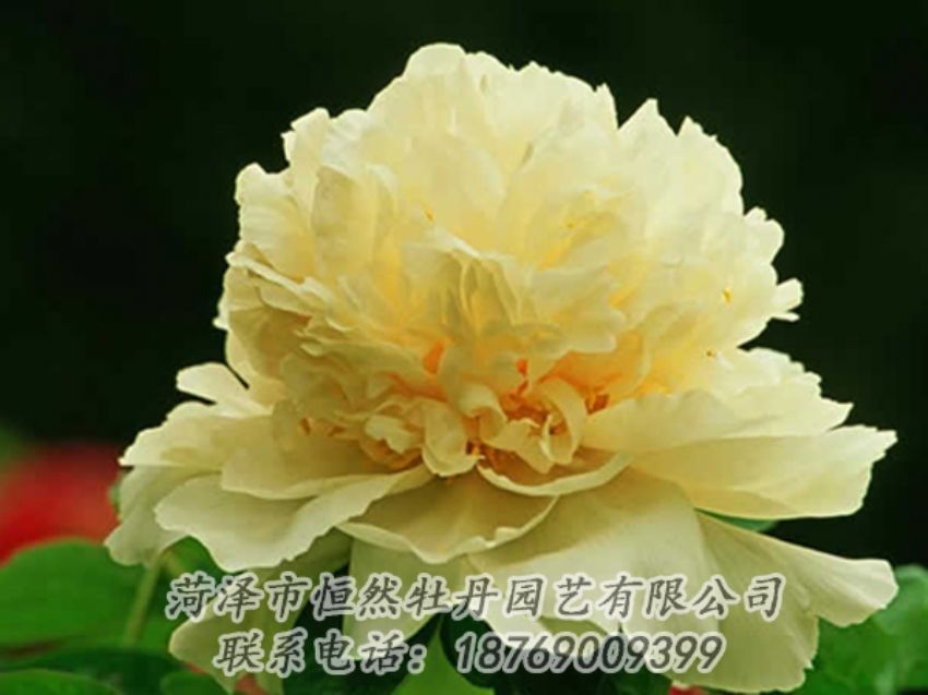 點(diǎn)擊查看詳細(xì)信息<br>標(biāo)題：黃色牡丹 閱讀次數(shù)：1854