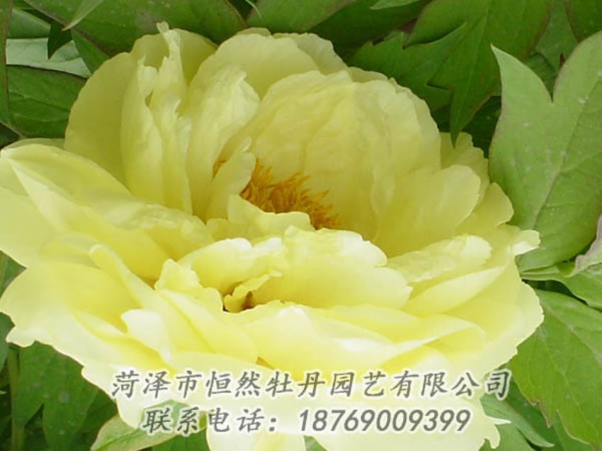 點擊查看詳細(xì)信息<br>標(biāo)題：黃色牡丹 閱讀次數(shù)：1868