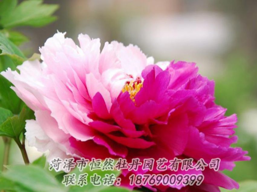 點(diǎn)擊查看詳細(xì)信息<br>標(biāo)題：花二喬 閱讀次數(shù)：1932