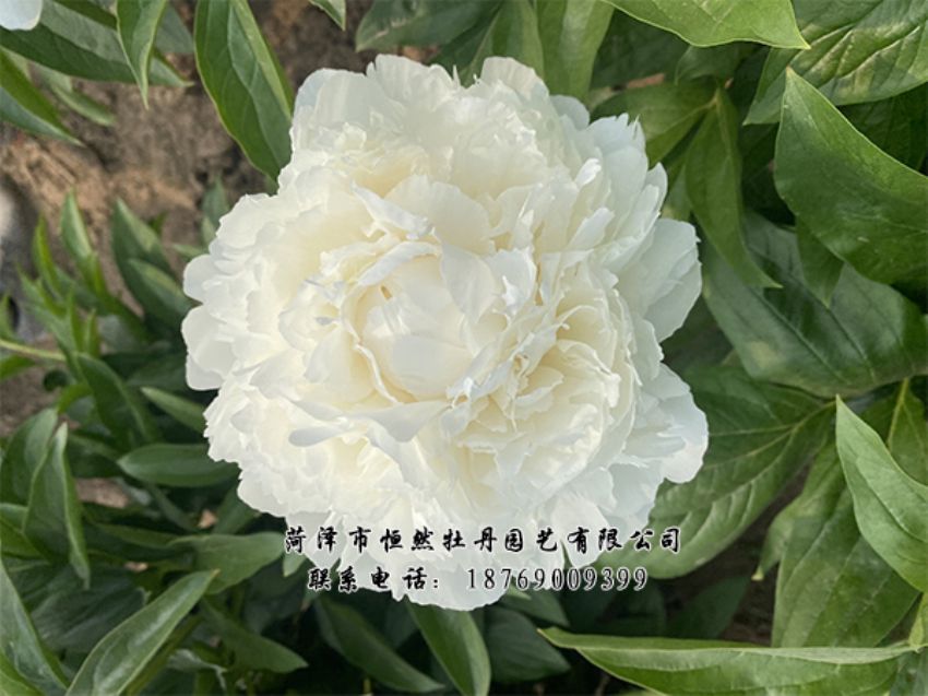 點擊查看詳細信息<br>標題：進口芍藥 閱讀次數(shù)：317